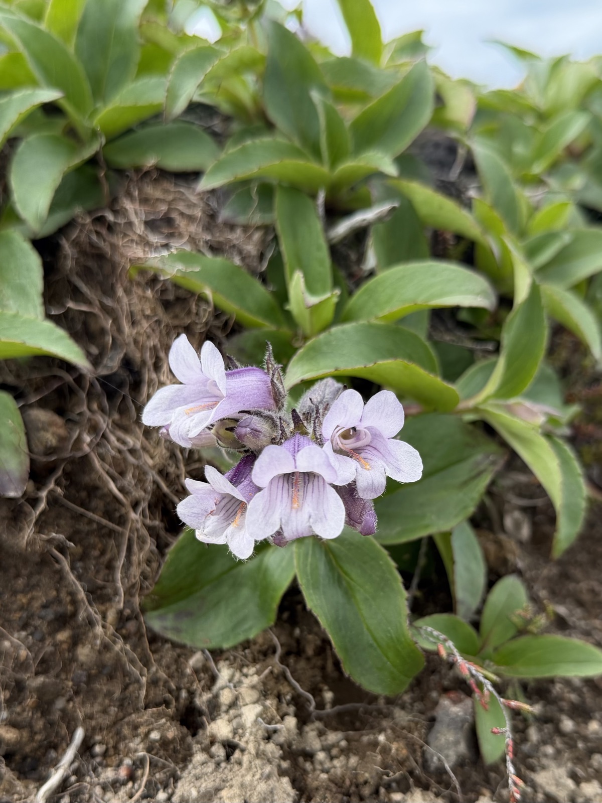岩のすきまで咲いていた薄紫の花